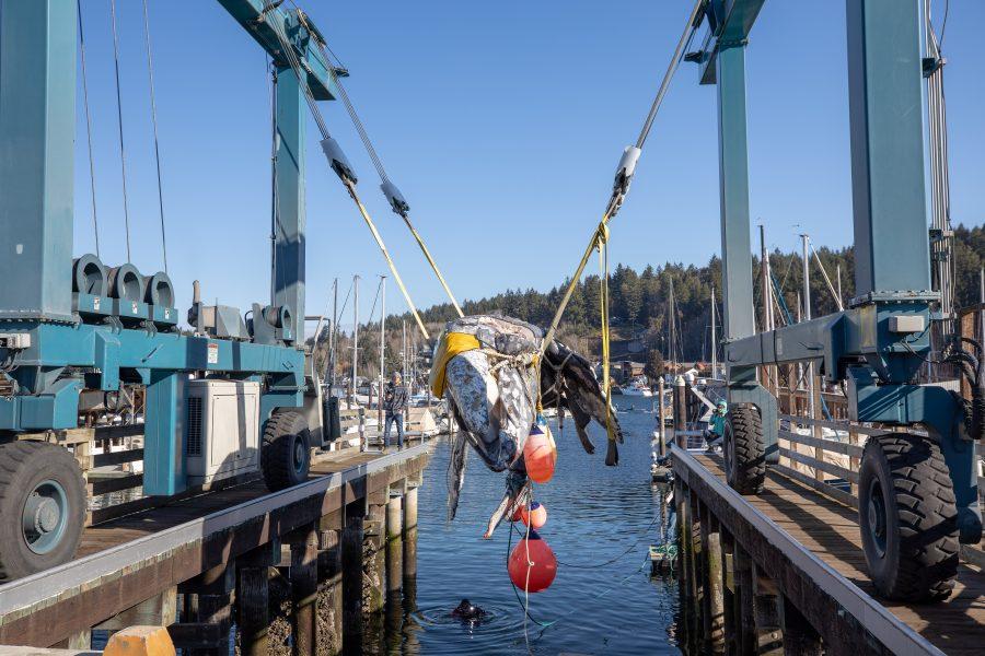 The whale used for dissection is lifted from the ocean.

Photo Courtesy of Daniel Wright