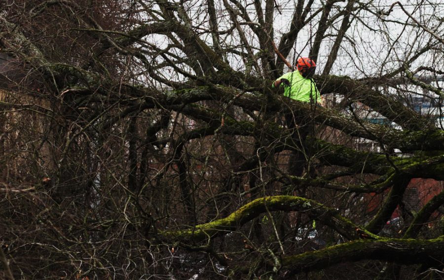 A man climbs through branches of a downed tree