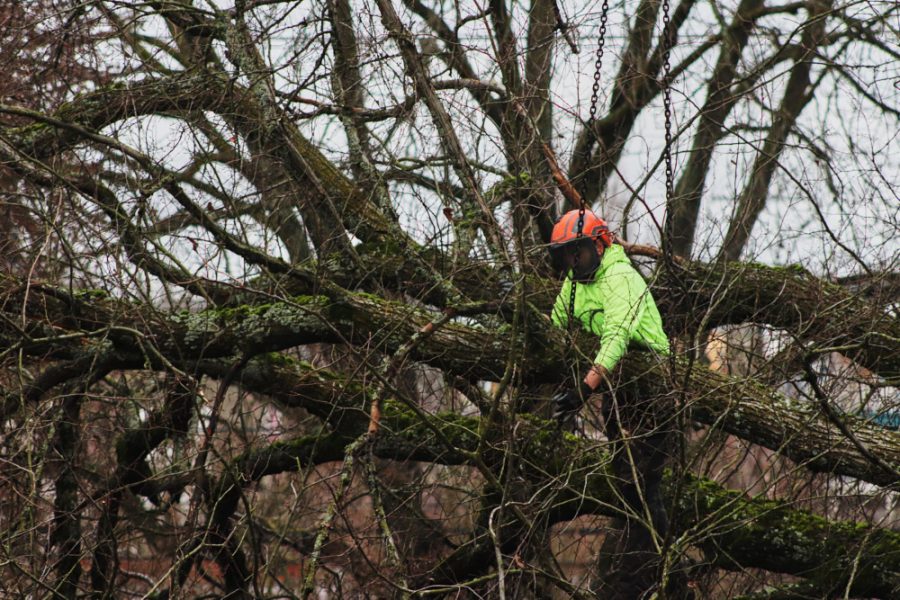 a man secures a chain around a section of a downed tree