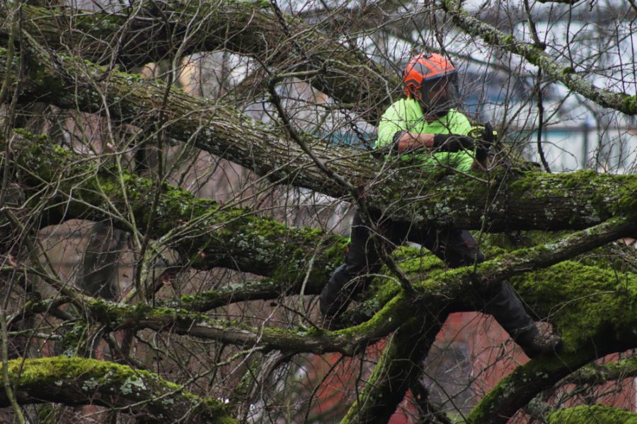 a man secures a chain on a section of fallen tree