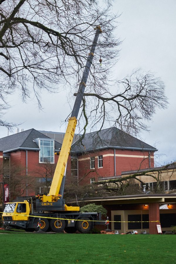 A crane lifts a large section of a tree