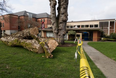 sections of a fallen tree sit in a patch of grass in front of a building