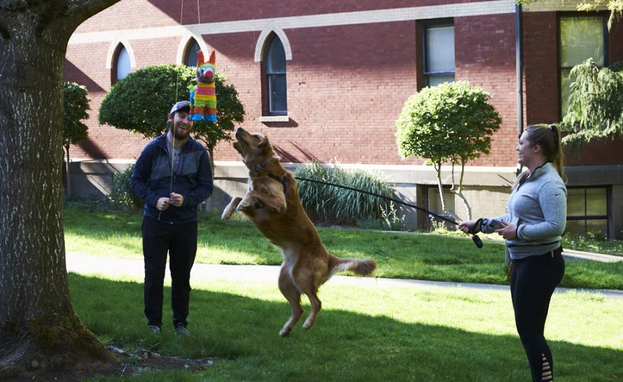 a dog jumps at a piñata
