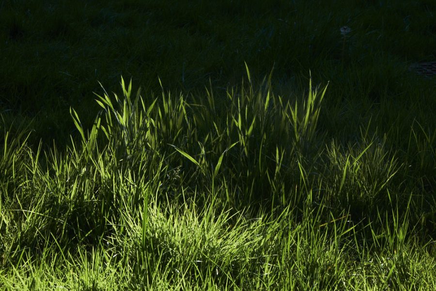 a photo of long grass