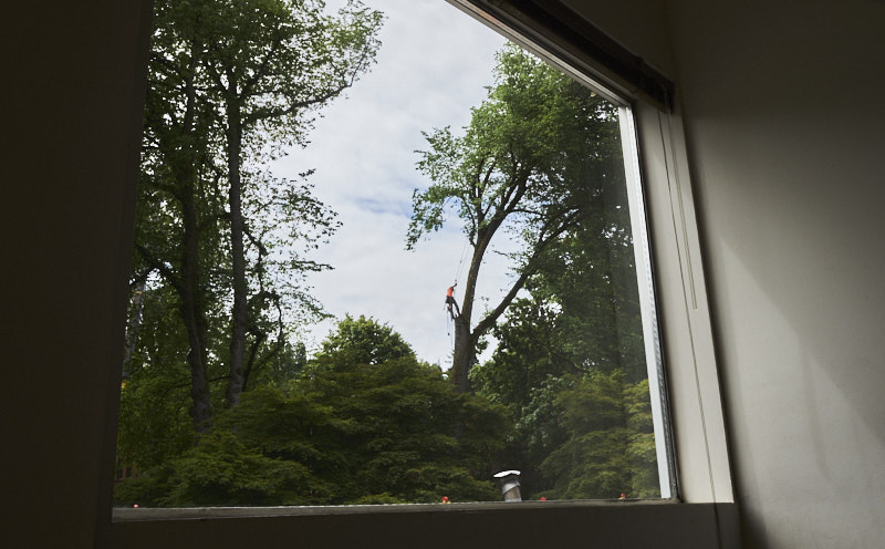 a man in a tree framed through a window