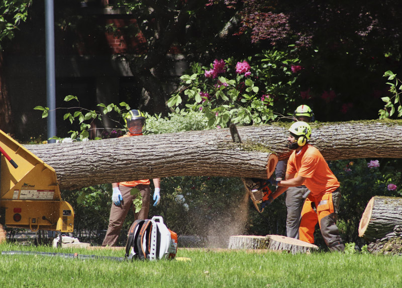 Workers use chainsaws to cut a log into sections