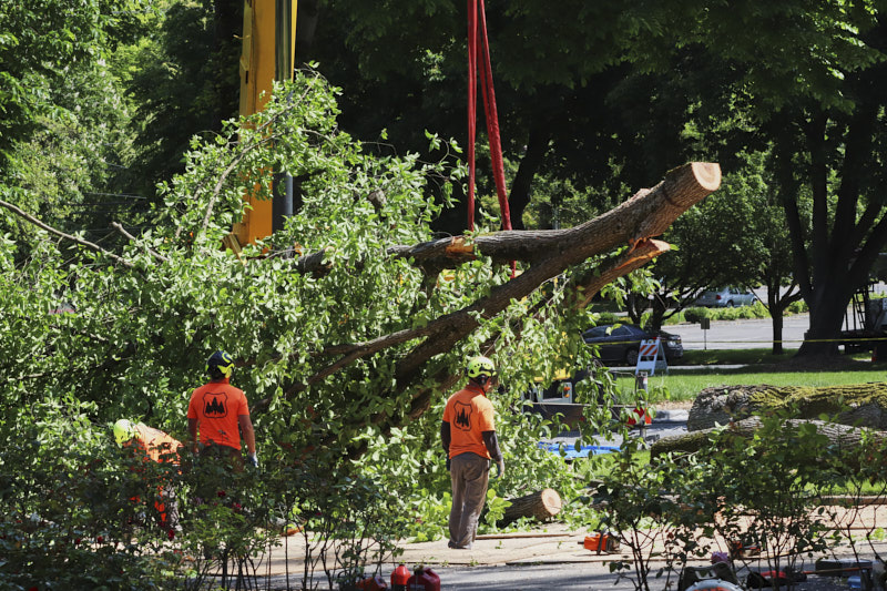 a section of tree is lowered to the ground by a crane