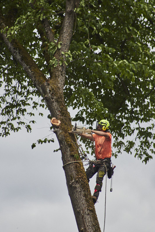 a man cuts down a tree with a chainsaw