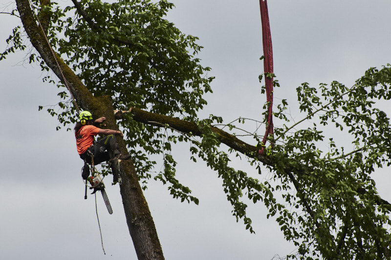 A man hangs on a tree while cutting it down