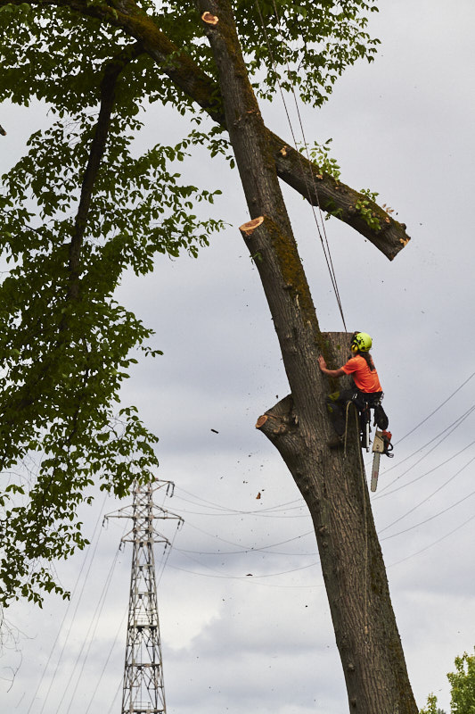 a man hold on to a tree trunk as a section of the tree is craned away