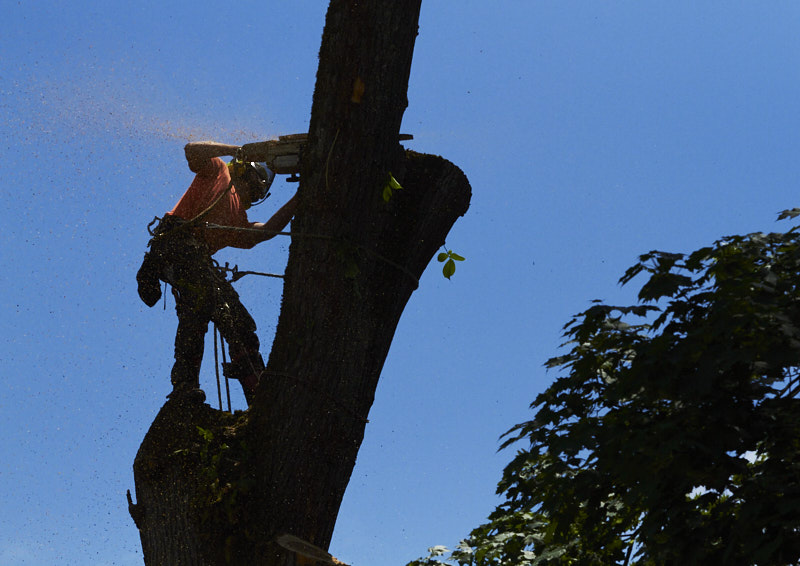 A man cuts down a tree with a chainsaw