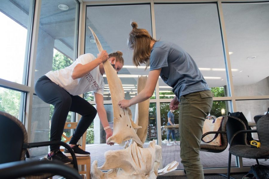two students assemble whale bones
