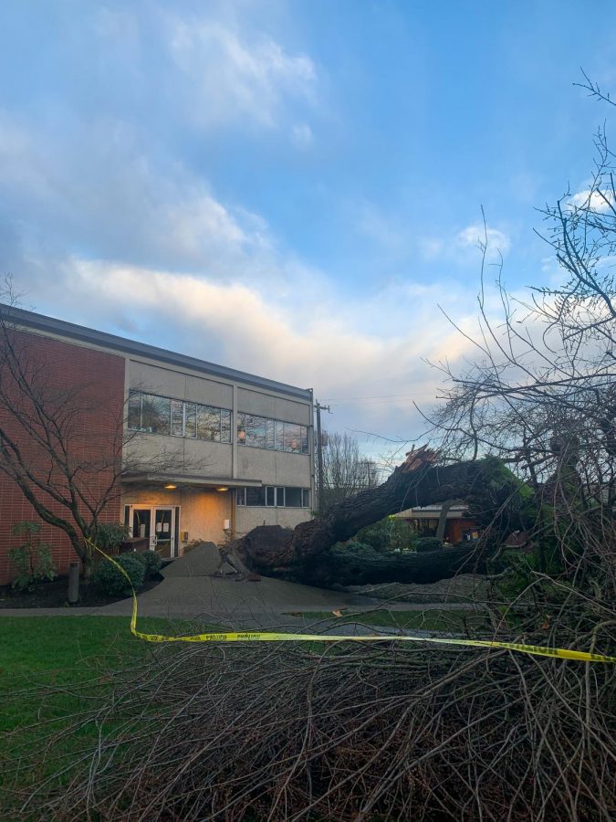Trees have fallen on campus every year for the last three years.