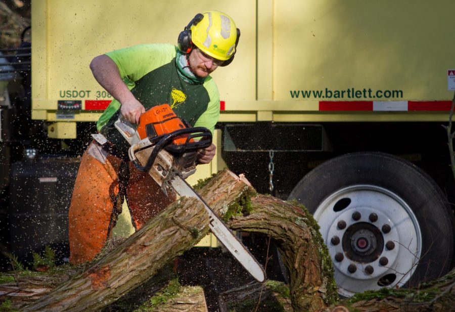 Branches are broken down so that manageable pieces can be removed safely.