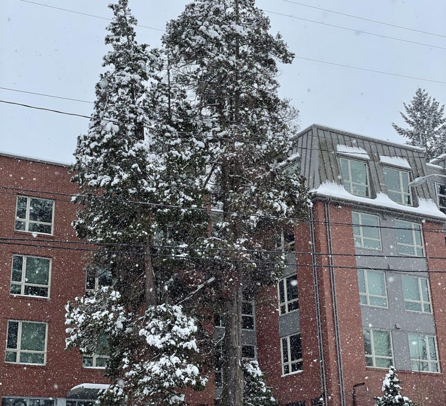 Falling snow covers campus in February of 2021. Despite the weather conditions, classes still remain in session over Zoom whereas in previous years classes would have been cancelled. (Caitlyn Schnider)
