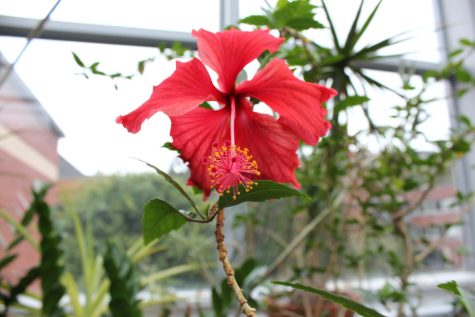 A hibiscus pant can be seen flowering in the greenhouse. 