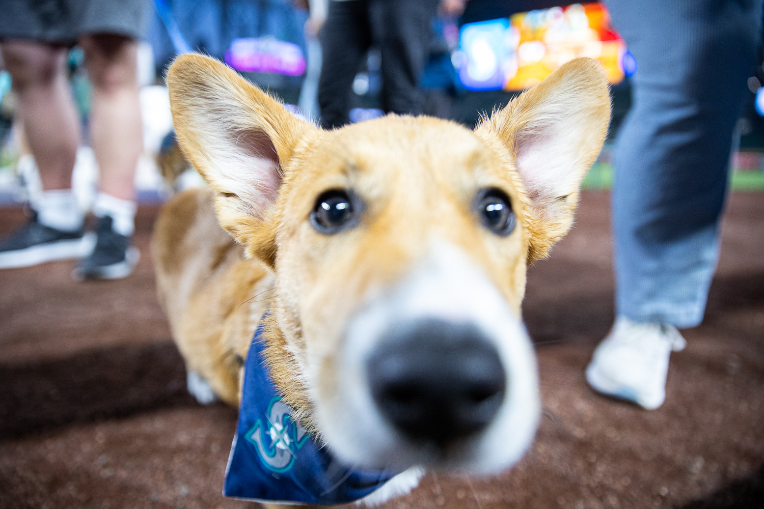 Dog watches the Mariners game while it's owner talks with a friend