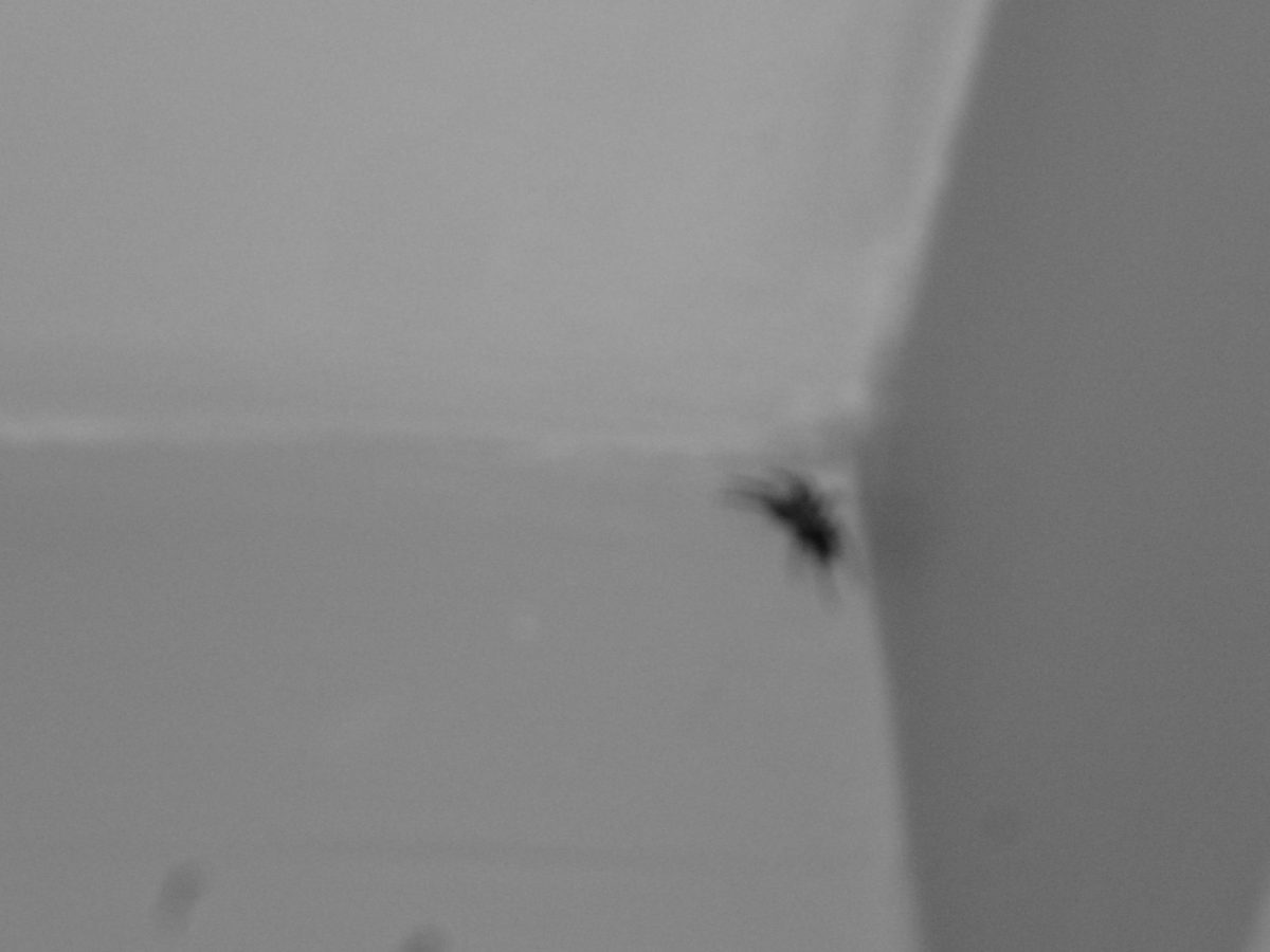 A spider crawls in a corner of a room on Sunday, Nov. 12, 2023. 