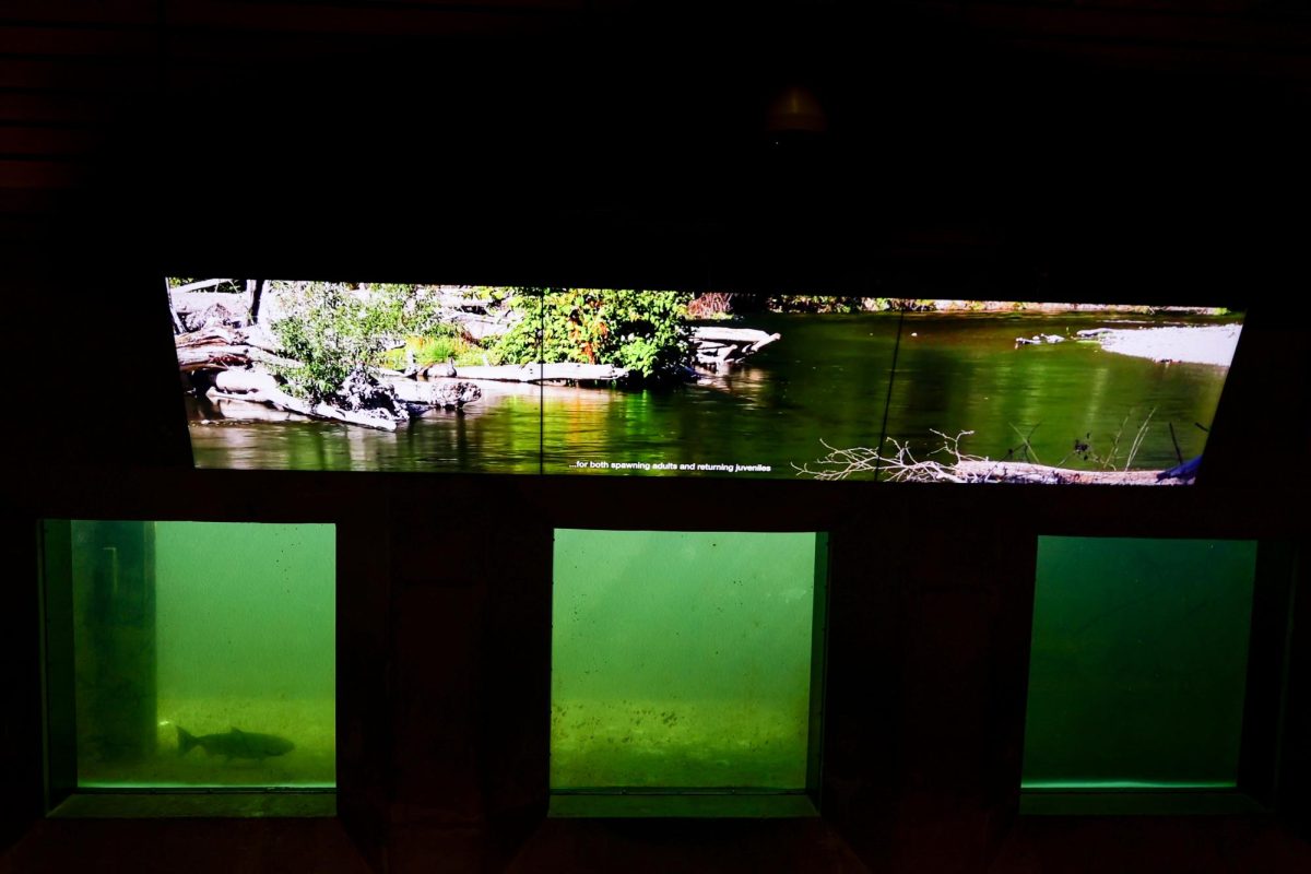 A fish can be seen at the Ballard Locks fish ladder in late September, 2024.